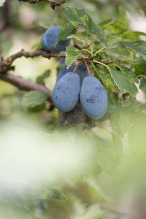 Fresh fruitの写真素材