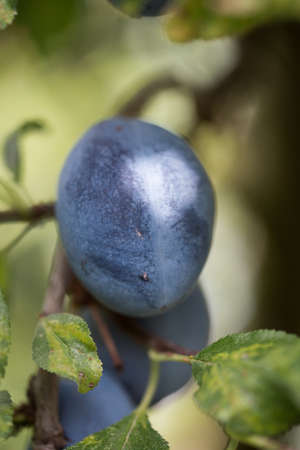Fresh fruitの写真素材