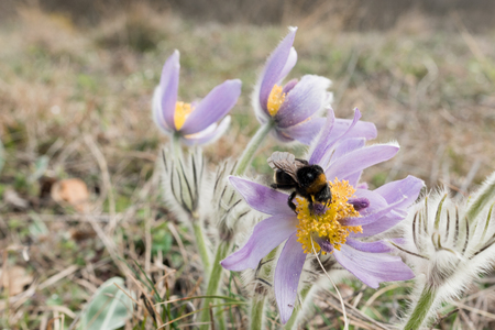 Spring flowers