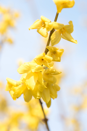 Spring flowersの写真素材