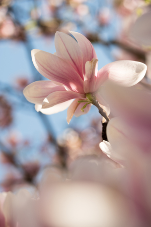 Blossom colorful spring flowers on Magnolia treeの写真素材