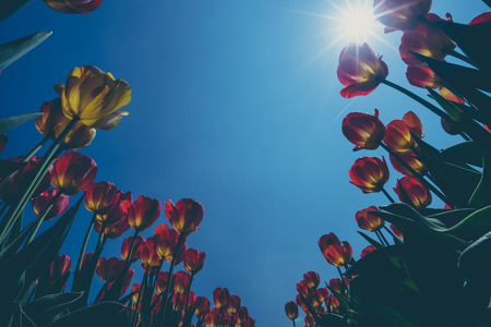 Tulips field