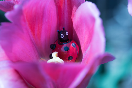 Ladybug in the tulip