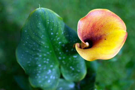 Cala Lily - Zantedeschia aethiopicaの写真素材