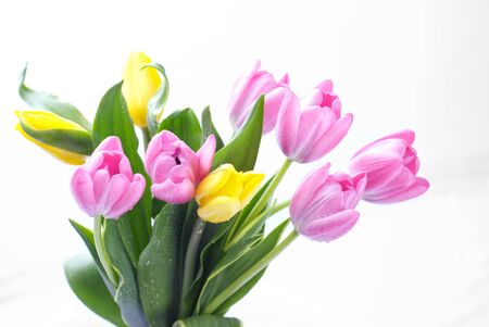bouquet of purple tulipsの写真素材