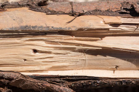 Wooden texture