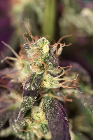 Cannabis flowersの写真素材