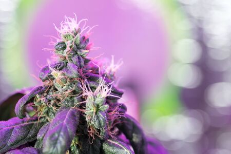 Cannabis flowersの写真素材