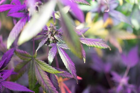 Cannabis flowersの写真素材