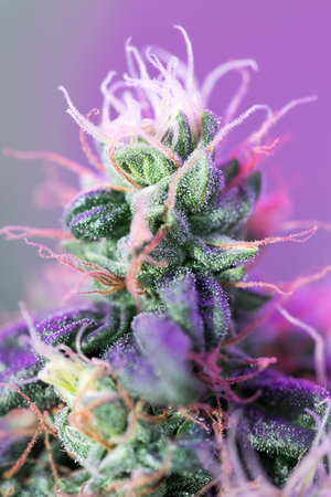 Cannabis flowersの写真素材
