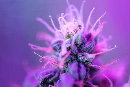 Cannabis flowersの写真素材