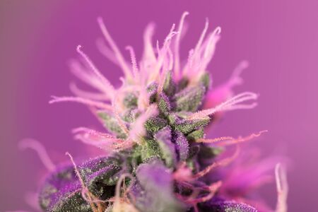 Cannabis flowersの写真素材