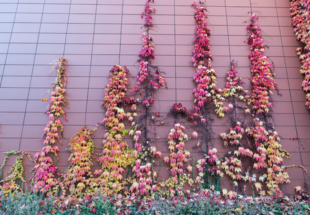 Autumn in the cityの写真素材