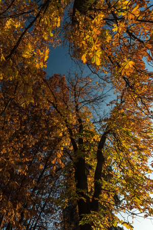 Autumn forestの写真素材