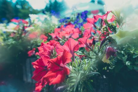 Colorful beauty of seasonal blossom flowersの写真素材