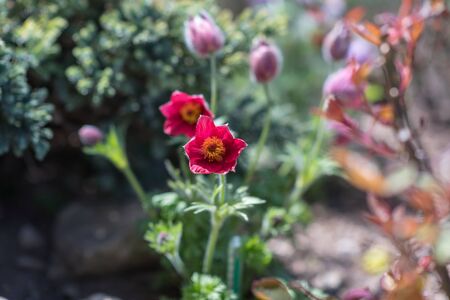 Colorful beauty of seasonal blossom flowersの写真素材