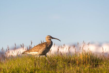 Concept of connection with adorable natural animalsの写真素材