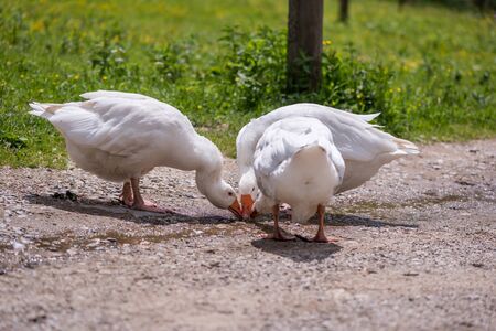 Concept of connection with adorable natural animalsの写真素材