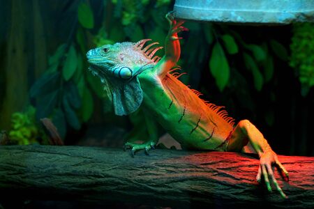 Concept of pet love. Iguana and light.jpgの写真素材