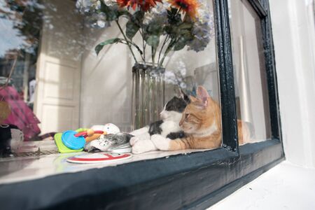 Concept of pet love.  Two cats sleeping in the Amsterdam windowの写真素材