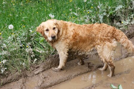 Sad lonely dog on mud road in rainの写真素材