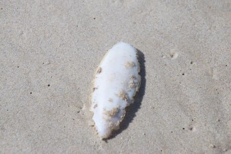 Sepia bone from the seaの写真素材