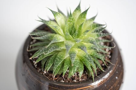 Growing plants at home, bio and ecology conceptの写真素材