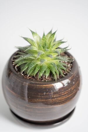 Growing plants at home, bio and ecology conceptの写真素材