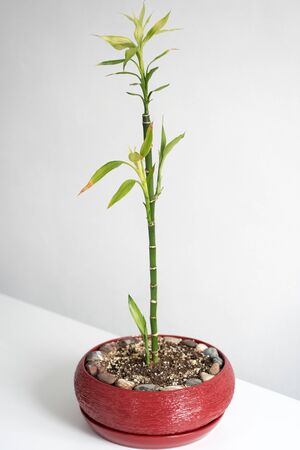 Growing plants at home, bio and ecology conceptの写真素材