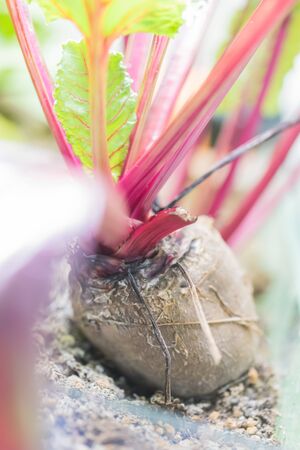 Growing plants at home, bio and ecology conceptの写真素材