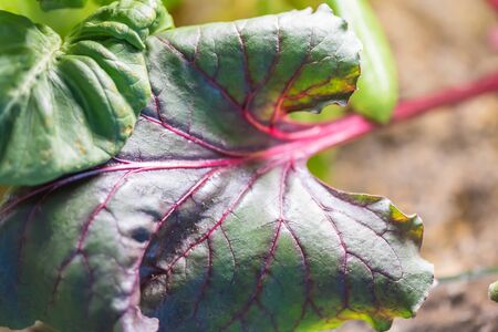Growing plants at home, bio and ecology conceptの写真素材