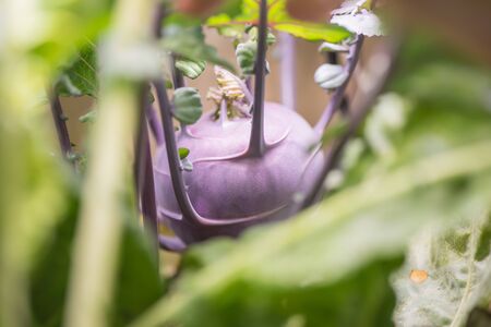 Growing plants at home, bio and ecology concept