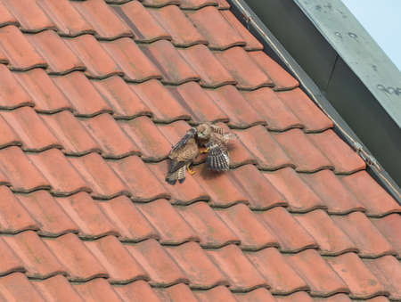 Falcon tinnunculus young in the city.の写真素材