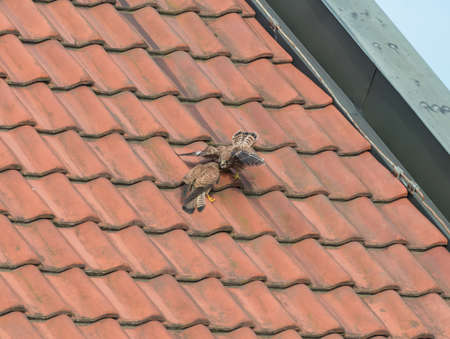 Falcon tinnunculus young in the city.の写真素材