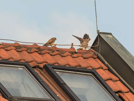 Falcon tinnunculus young in the city.の写真素材