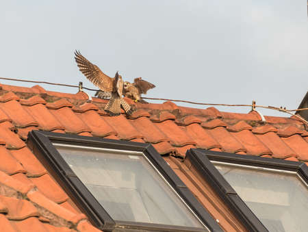Falcon tinnunculus young in the city.の写真素材