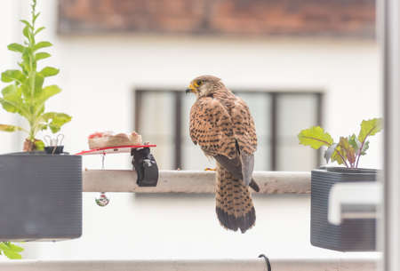 Falcon tinnunculus young in the city. Feeding._.の写真素材
