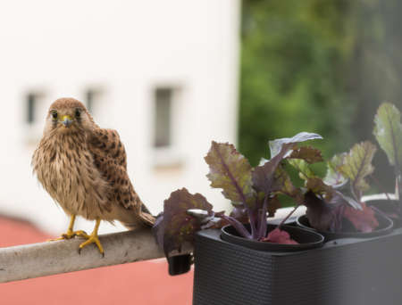Falcon tinnunculus young in the city. Feeding._.の写真素材