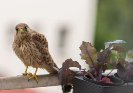 Falcon tinnunculus young in the city. Feeding._.の写真素材