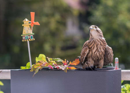 Falcon tinnunculus young in the city. Feeding._.の写真素材