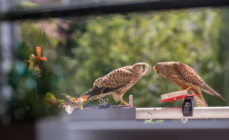 Falcon tinnunculus young in the city. Feeding._.の写真素材