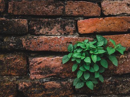 palnt on wallの写真素材