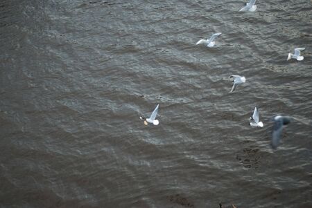 the seagull flying on the skyの写真素材
