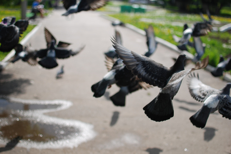 pigeon bird world city birds flyers shimmerの写真素材