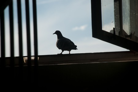 a pigeonの写真素材
