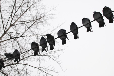pigeon bird world city birds flyers shimmerの写真素材