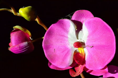 Plastic flowers の写真素材