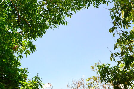 trees and forestsの写真素材