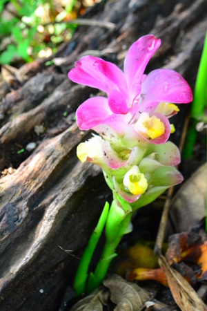 Dok krachiaoの写真素材