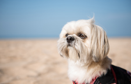 Shih-Tzu Dog On The Beachの写真素材